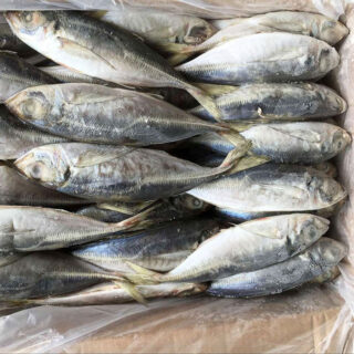 Frozen Mackerel