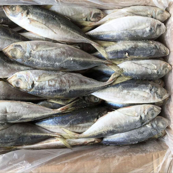 Frozen Mackerel