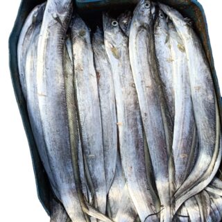 Ribbon Fish