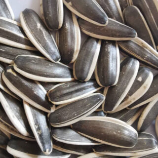 Sunflower Seed