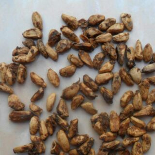 Pomegranate Seed