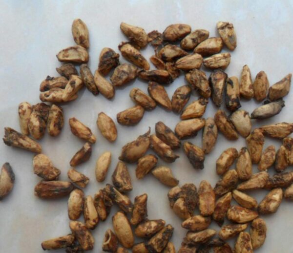 Pomegranate Seed