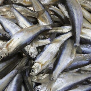 Frozen Sardine Fish