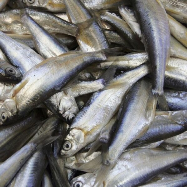Frozen Sardine Fish
