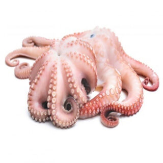 Frozen Octopus