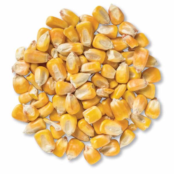 Maize / Corn