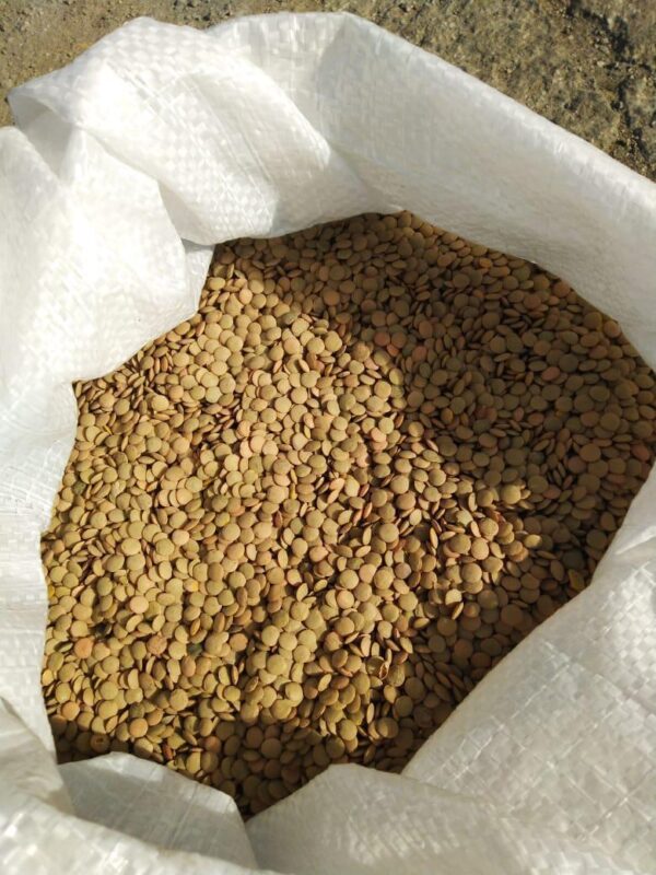 Lentils - Image 2