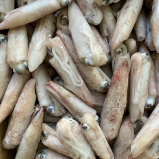 IQF Frozen Squid