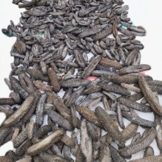 Dried Sea Cucumber