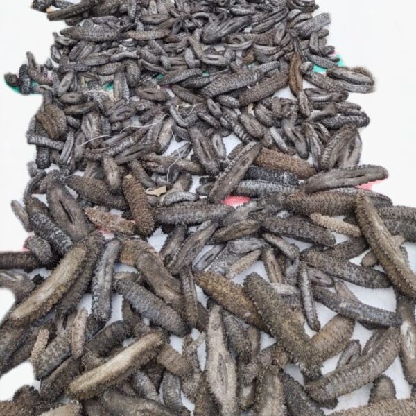 Dried Sea Cucumber