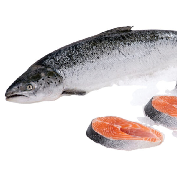Frozen Salmon