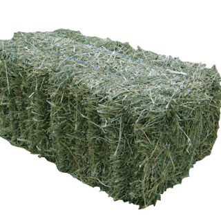 Alfalfa Hay